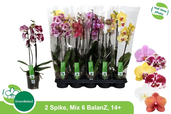 <h4>PHAL GEM</h4>