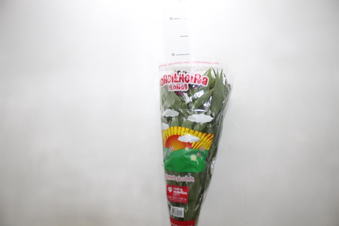 ALSTROEMERIA POMPEII 080 CM