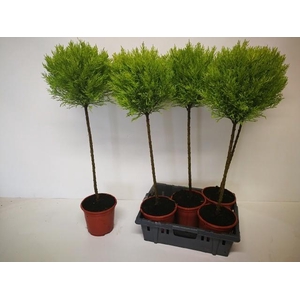 CUPR MA GOLDC VORMEN