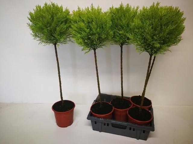 <h4>CUPR MA GOLDC VORMEN</h4>