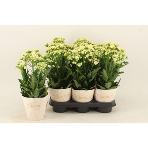 Kalanchoe gevuld Sunny White