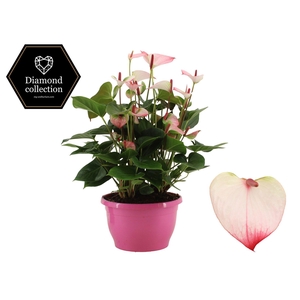 Anthurium 25 cm Amalia Elegance in Marly plastic bowl