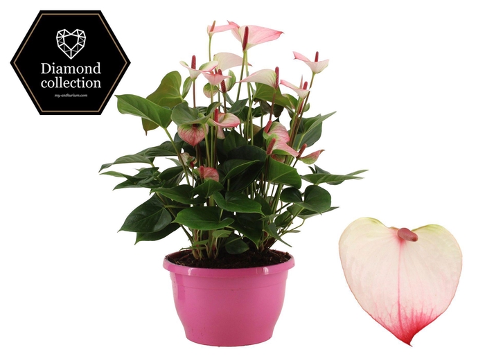 <h4>Anthurium 25 cm Amalia Elegance in Marly plastic bowl</h4>