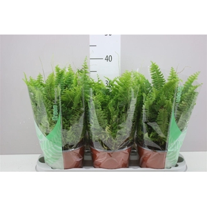 Nephrolepis Green Moment