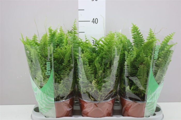 <h4>Nephrolepis Green Moment</h4>
