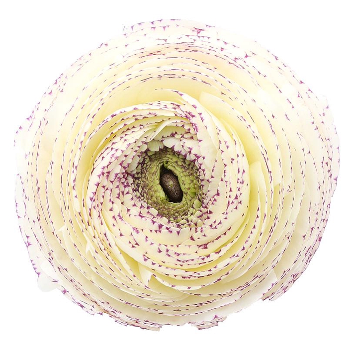 Ranunculus Clooney Cappuccino Extra