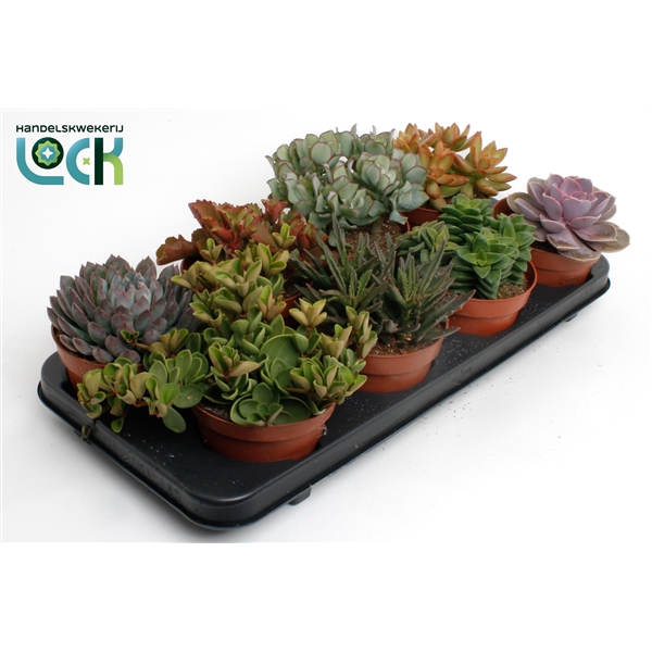 <h4>Succulenten Mix</h4>