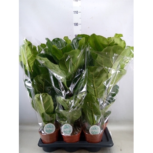 Ficus lyrata