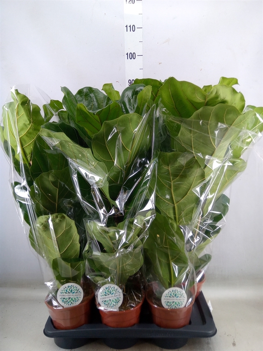 <h4>Ficus lyrata</h4>