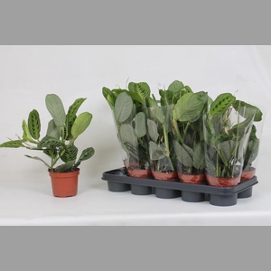 MARANTA LEMON