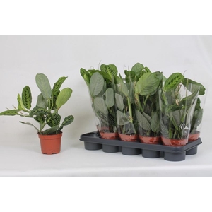 MARANTA LEMON