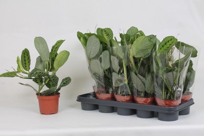 <h4>MARANTA LEMON</h4>