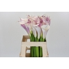 Zantedeschia Eydolls Purple White