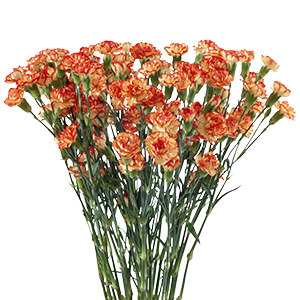 <h4>DIAN.TR. Boogie</h4>