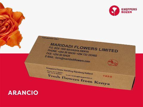 <h4>R GR ARANCIO@ 50</h4>