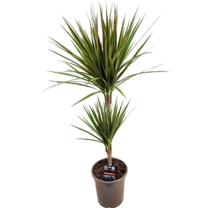 Dracaena marginata Bicolor 30-10