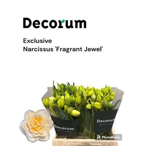 Narcissus Fragrant Jewel 566
