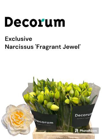 <h4>Narcissus Fragrant Jewel 566</h4>