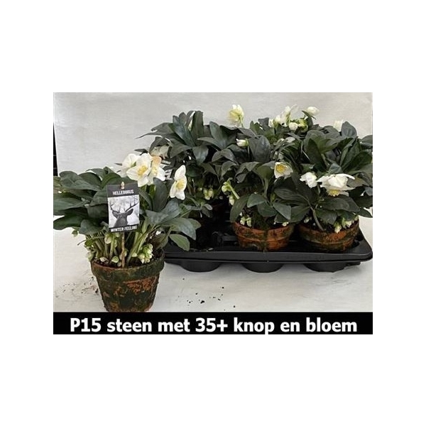 <h4>Hell Ni Winter Fleur 35+ ** In Terracotten Pot**</h4>