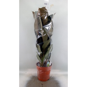 Ficus elastica 'Abidjan'
