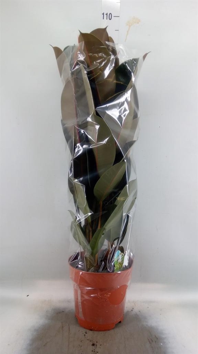 <h4>Ficus elastica 'Abidjan'</h4>