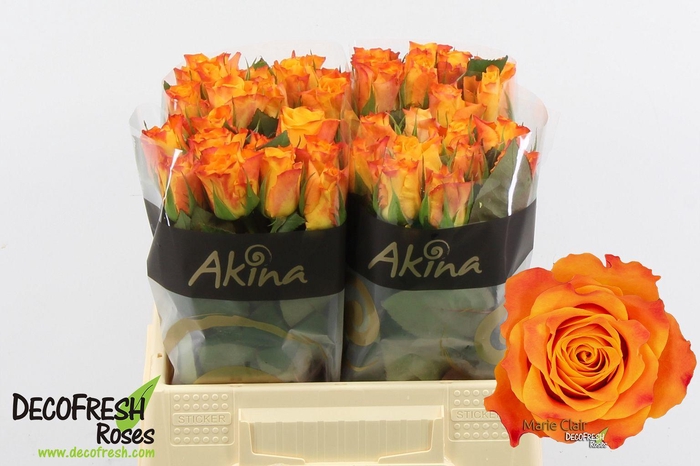 <h4>R Gr Marie Claire</h4>