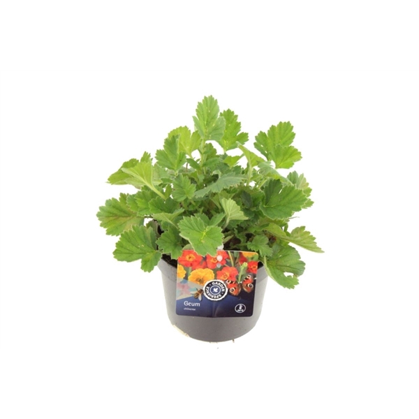 <h4>Geum chil. Lady Stratheden</h4>