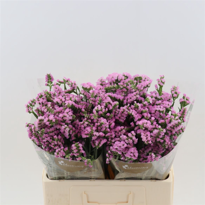 <h4>Statice Pretty Wings</h4>