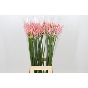 Nerine Casandra