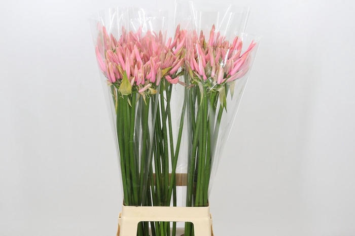 <h4>Nerine Casandra</h4>