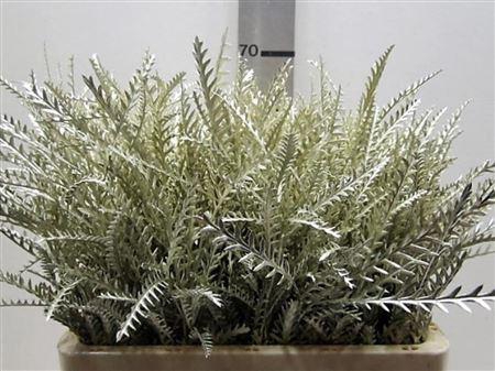 <h4>Ivanhoe Platina</h4>