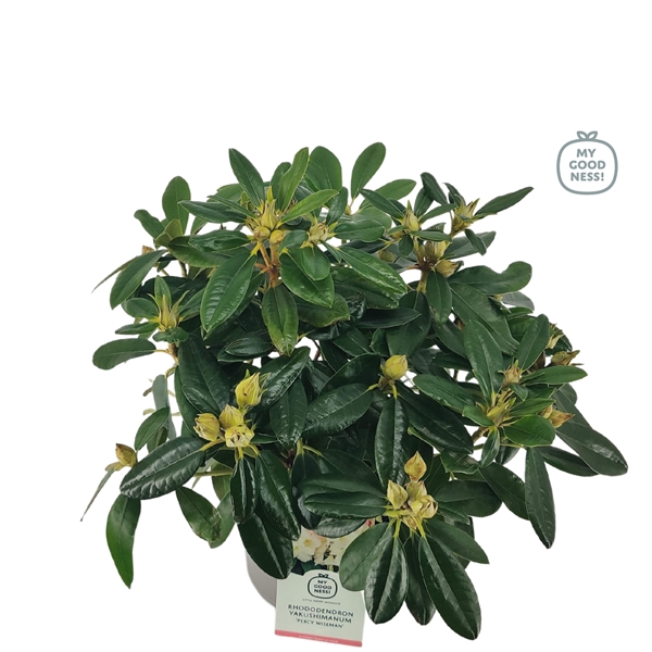 <h4>Rhododendron 30-40 /4 liter 'Percy Wiseman' yakushimanum</h4>