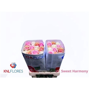 R Gr Sweet Harmony B1