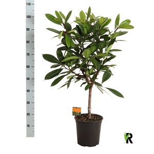 FICUS CYATHISTIPULA