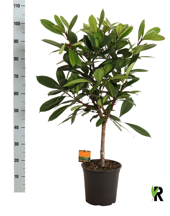 <h4>FICUS CYATHISTIPULA</h4>