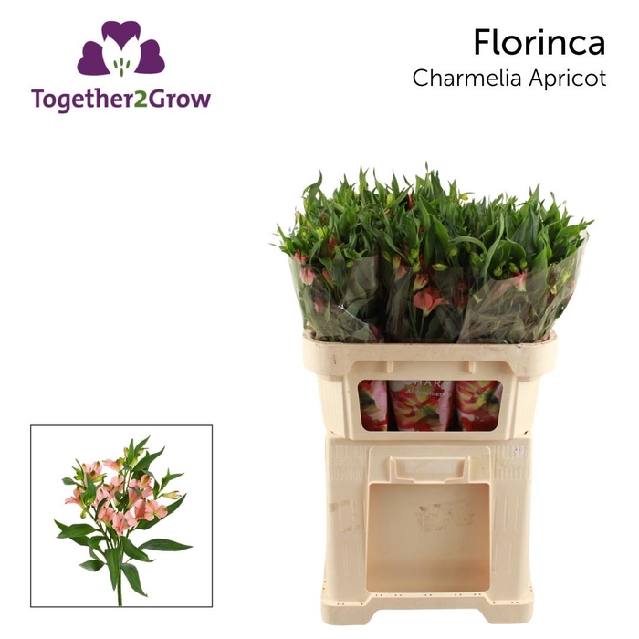 <h4>ALST FL CHAR APRICOT</h4>