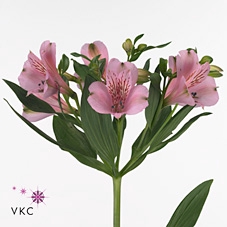 <h4>Alstroemeria pink floyd</h4>
