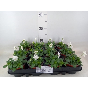 Viola corn. 'Evo Mini White'