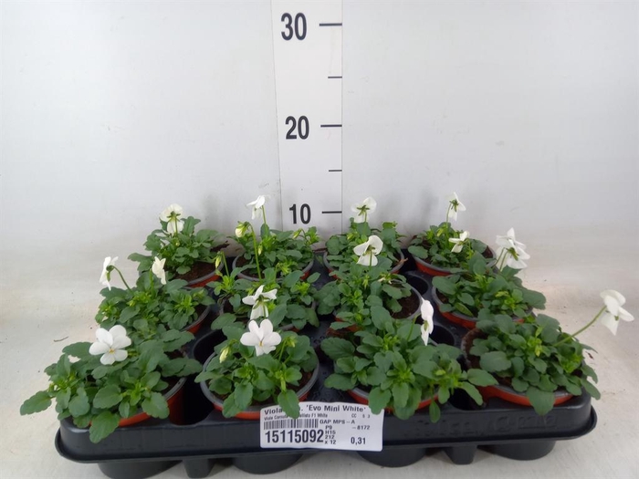 <h4>Viola corn. 'Evo Mini White'</h4>