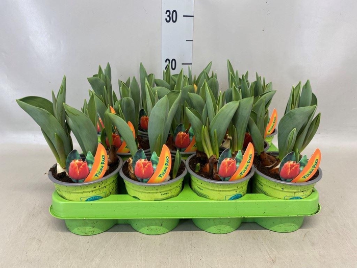 <h4>Tulipa   ...</h4>