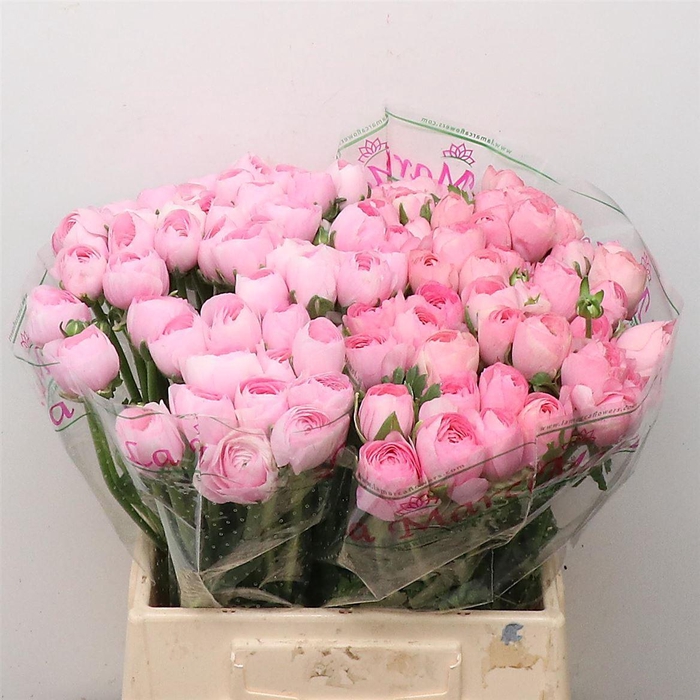 <h4>Ran Su Sr Lady 1a</h4>