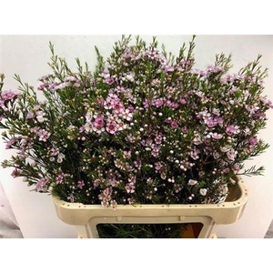 Chame Un Wendy Rose 80cm