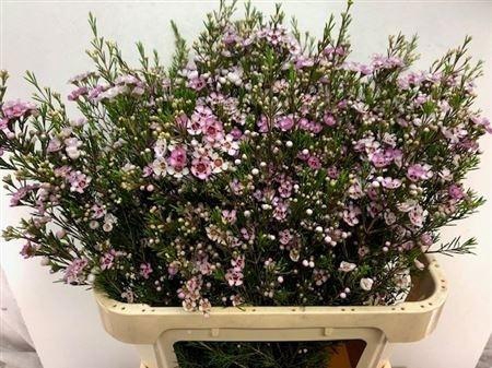 <h4>Chame Un Wendy Rose 80cm</h4>