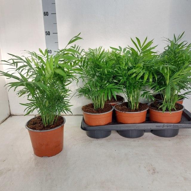 <h4>CHAMAED ELEGANS</h4>