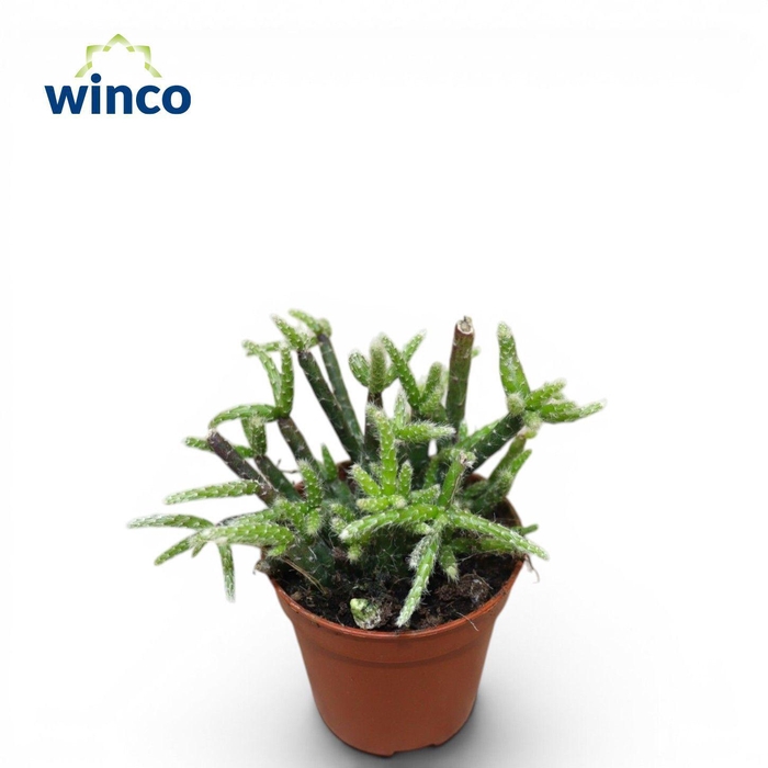 <h4>Rhipsalis Pilocarpa</h4>