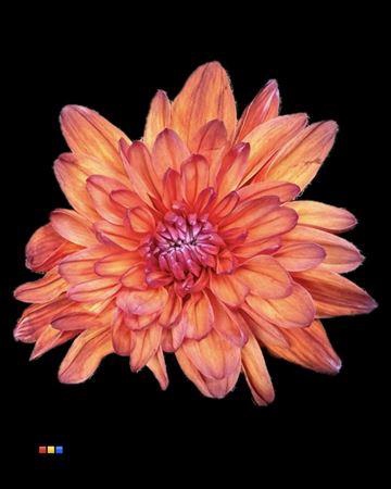 Chr T 2 Kl Baltica Bonaire