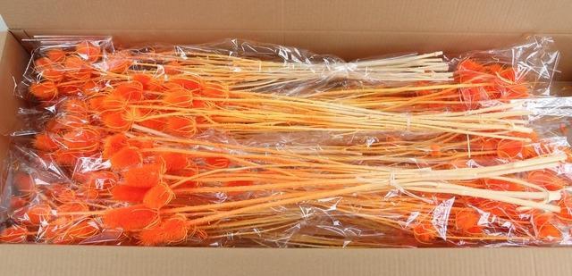 <h4>DF Dipsacus Li.Orange Bs 130g</h4>