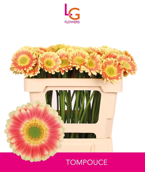 <h4>GE MI TOMPOUCE</h4>