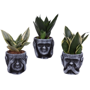 Sansevieria Compacta mix Ø09cm in Ceramic pot Ø12cm