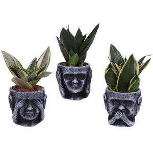 Sansevieria Compacta mix Ø09cm in Ceramic pot Ø12cm